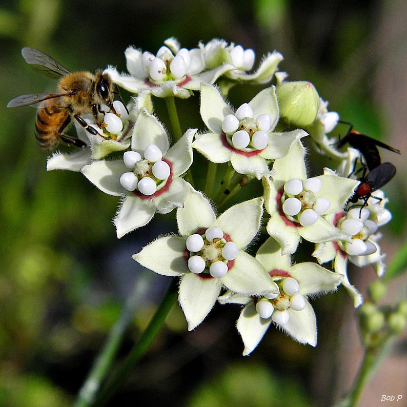 White Twine Vine - Pack of 2 - Funastrum clausum - Fragrant Evergreen Twining Vine - Butterfly Host Plant