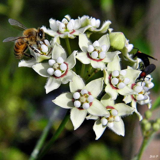 White Twine Vine - Pack of 2 - Funastrum clausum - Fragrant Evergreen Twining Vine - Butterfly Host Plant