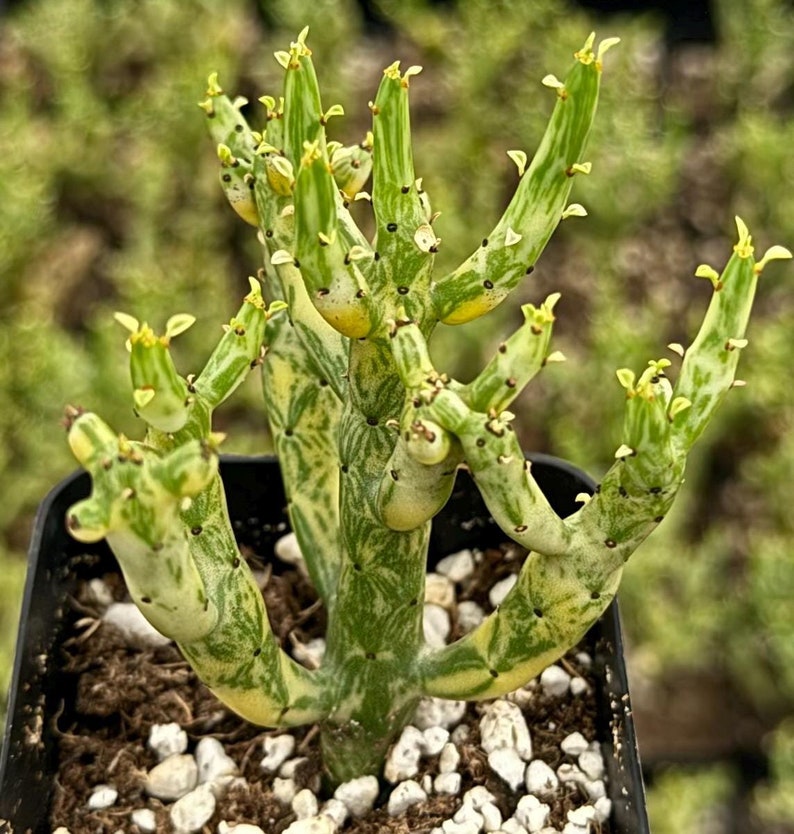 Variegated Pencil Cactus | 2.5" & 4" Pots | Rare Variegated Succulent | Euphorbia tirucalli "Variegata"