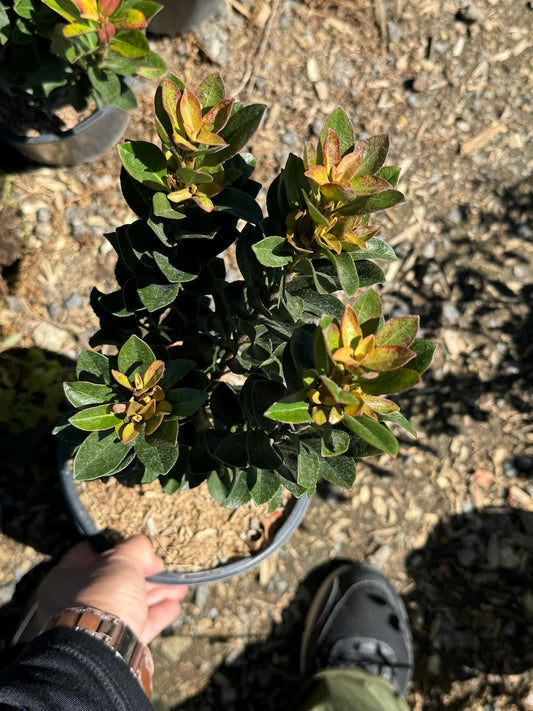 Yeddi Hawthorn Shrub in 1-Gallon Pot - Rhaphiolepis umbellata ‘Minor’ - Compact Evergreen with White Blooms - Drought-Tolerant