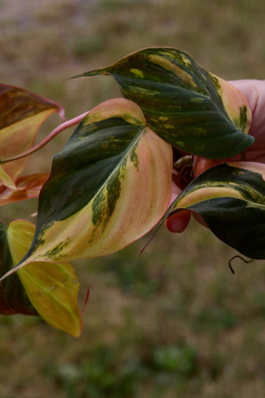 Variegated Philodendron Mican Cuttings - Velvet Heartleaf - Low Light Indoor Plant - Philodendron Micans "Aurea"
