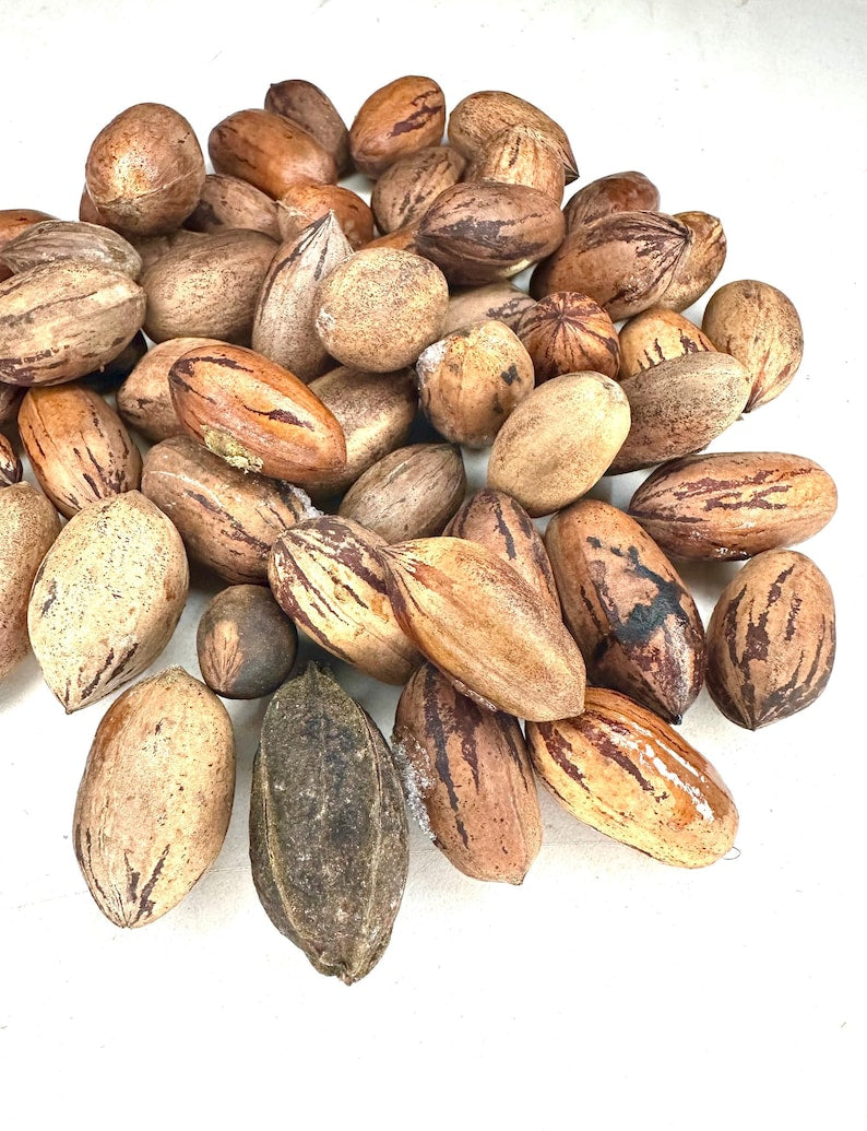 Pecan Tree Seeds - 10 Northern Hardy Hicoria Pecan Seeds - Carya illinoinensis - Edible Nut Seeds for Home Gardening