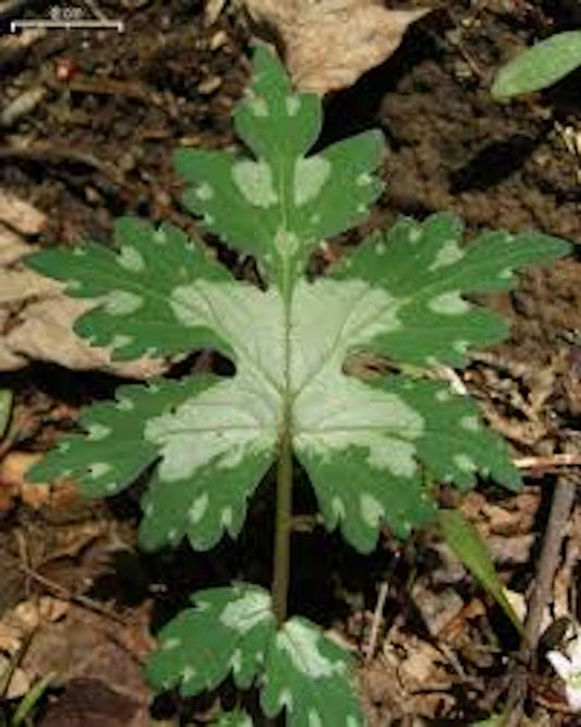 Canadian Waterleaf Plants - 3 Bare Root Hydrophyllum canadense Perennial Shade Wildflower for Woodland Gardens