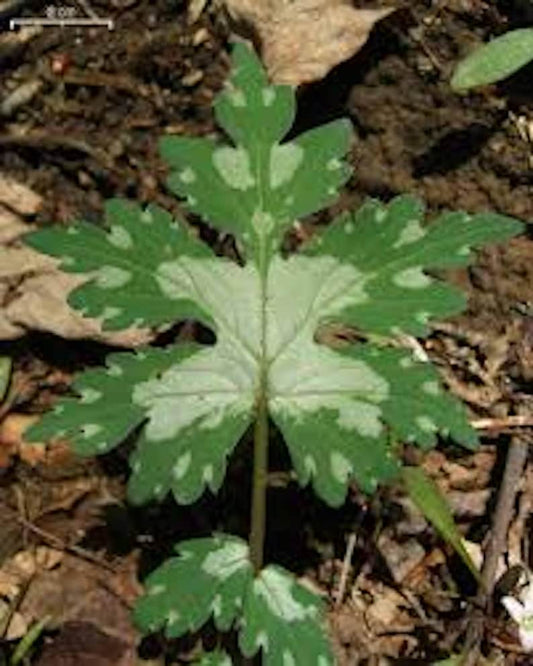 Canadian Waterleaf Plant - 10 Bare Root Hydrophyllum canadense Perennial Wildflower for Shade Gardens and Moist Areas