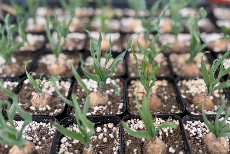 Albuca Concordiana Plant in 2.5" Pot | Curly Grass Succulent | Rare Live Rooted Plant - Albuca concordiana