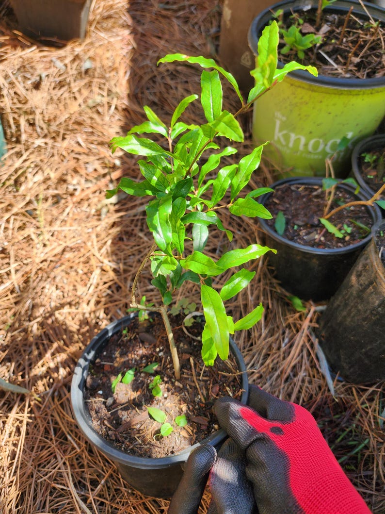 Rooted Pomegranate Starter Plant - 1 Live Plant - Punica granatum - Perfect for Home Gardening and Landscaping