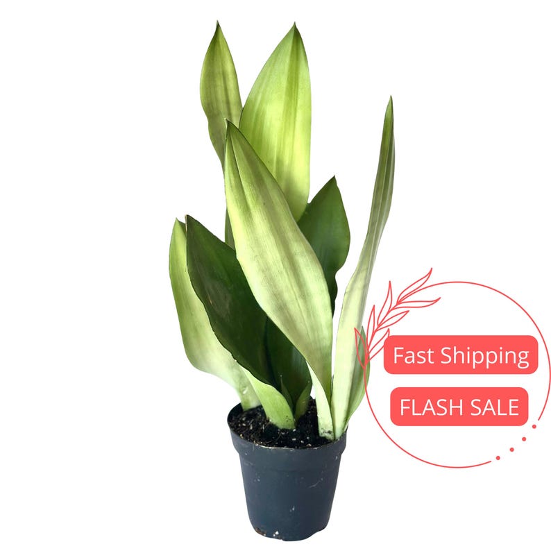 Sansevieria Moonshine Live Plant | 4" Moonshine Snake Plant | Mother-in-Law's Tongue | Easy Care Houseplant | Silver Snake Plant