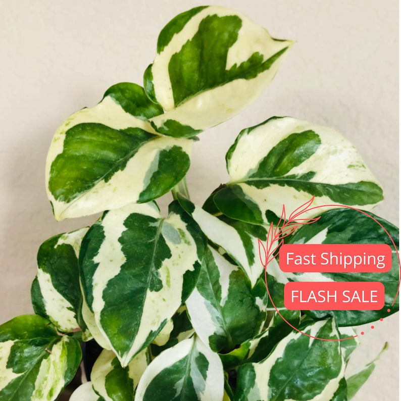 Pothos Njoy Live Plant 2" Pot | Variegated Epipremnum Aureum N-Joy | Fully Rooted Pothos Cuttings for Houseplant Collection