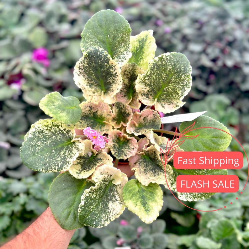 Variegated African Violet Live Plant | Assorted 4" Starter House Plants | Rare Varieties | Saintpaulia spp.
