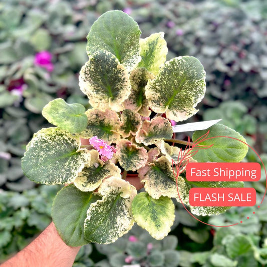 Variegated African Violet Live Plant 4" Assorted Varieties - Ideal Starter Houseplants for Rare Plant Collectors