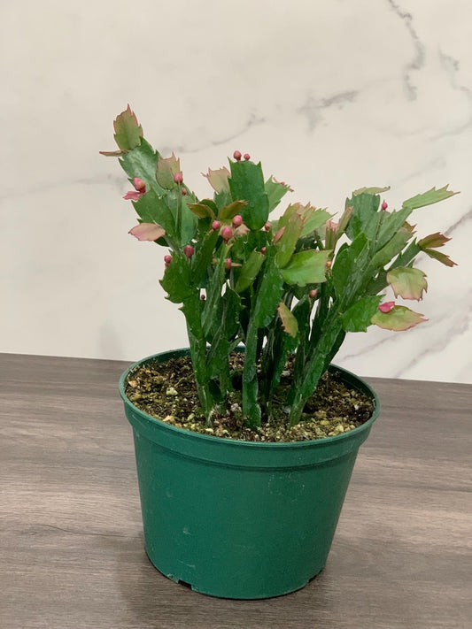 6” Christmas Cactus - Orange - Schlumbergera truncata - Winter Blooming Live Plant