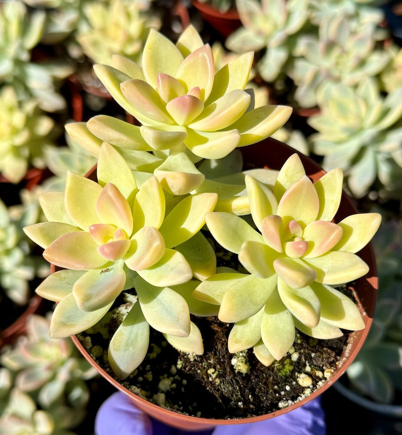 Variegated Ghost Plant | 4" Pink Succulent | Graptopetalum paraguayense Variegated | Unique Foliage Plant