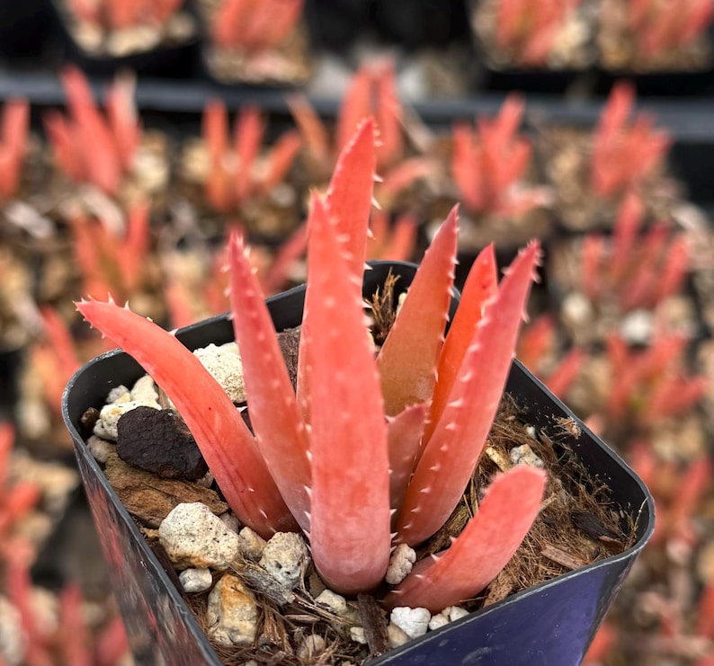Blue Elf Aloe 2" | Live Aloe Succulent Plant | Drought-Tolerant Xeriscape | Attractive Foliage & Flowers (Aloe 'Blue Elf')