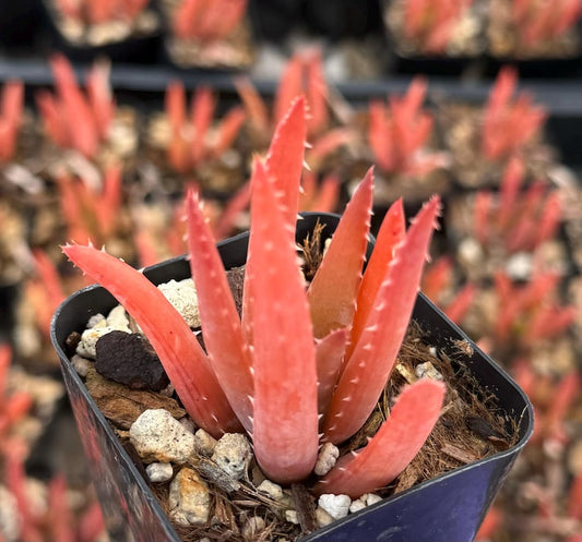 Blue Elf Aloe 2" | Live Aloe Succulent Plant | Drought-Tolerant Xeriscape | Attractive Foliage & Flowers (Aloe 'Blue Elf')