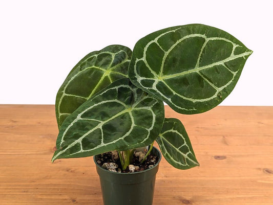 Anthurium Forgetii Plant in 4-Inch Pot | Rare White-Striped Tropical Aroid | Indoor Houseplant | Anthurium forgetii