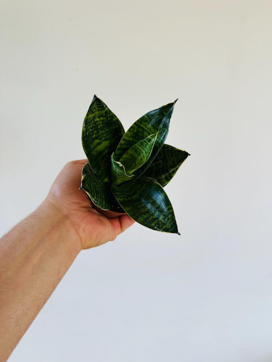 Black Jade Sansevieria Plant - 3” Pot - Dark Green Coral Foliage with Gold Margin - Easy Care Houseplant - Sansevieria cylindrica