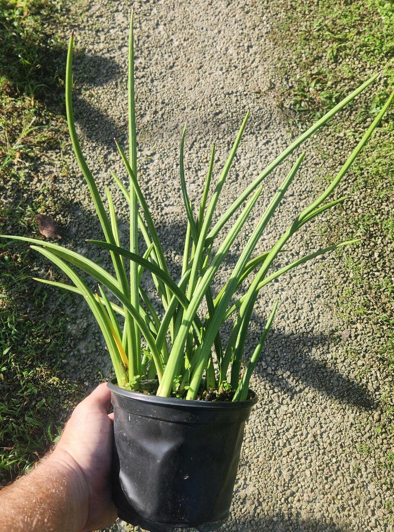Sansevieria canaliculata Live Plant - Snake Plant - Mother-in-Law's Tongue - Bowstring Hemp - Hardy Indoor/Outdoor Houseplant