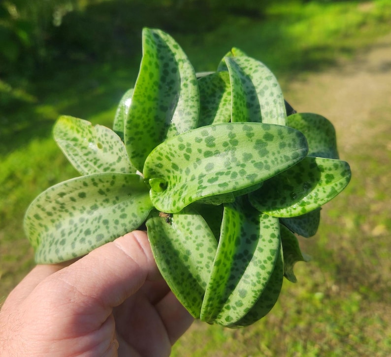 Drimiopsis maculata Live Plant - Spotted Drimia - Hardy Indoor/Outdoor Houseplant - Unique Foliage for Collectors