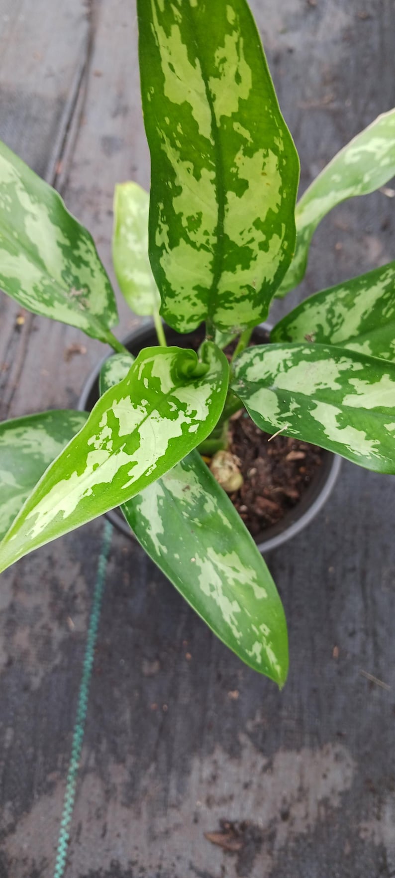 Aglaonema Marie Plant - 4" Pot - Tropical Houseplant with Silver Markings - Aglaonema commutatum