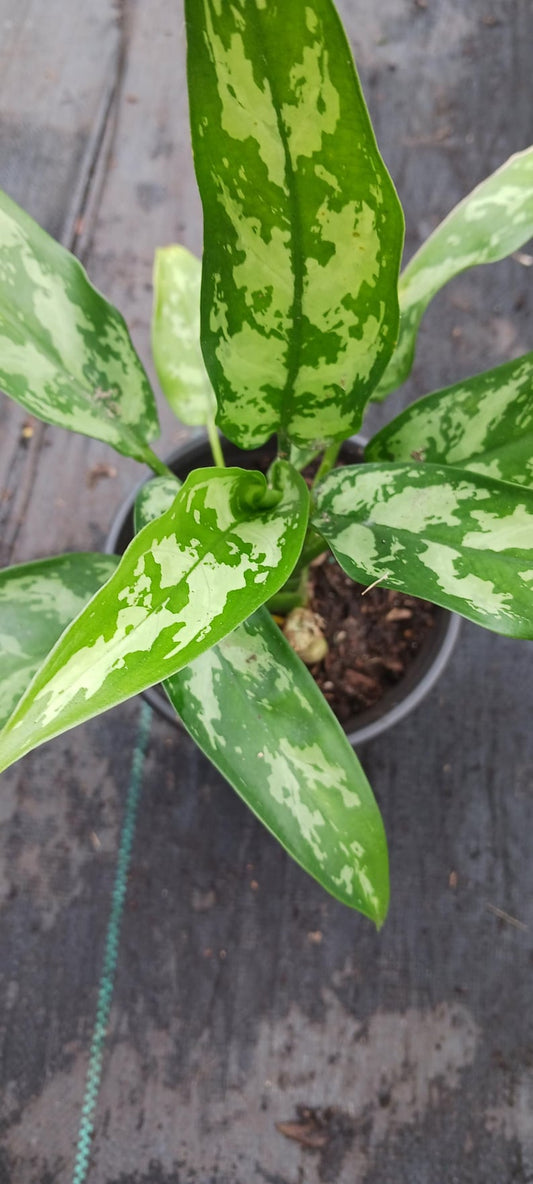 Aglaonema Marie Plant - 4" Pot - Tropical Houseplant with Silver Markings - Aglaonema commutatum
