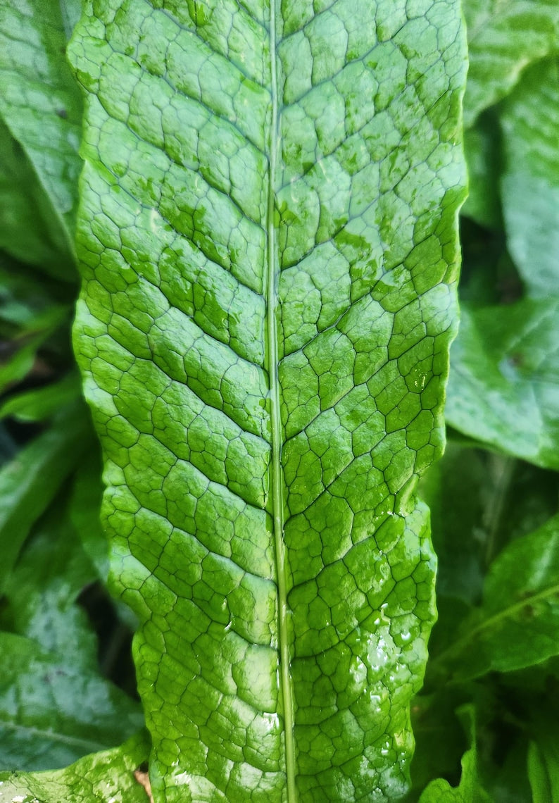 Crocodile Fern Live Plant - Microsorum musifolium - Unique Texture - Indoor/Outdoor Houseplant