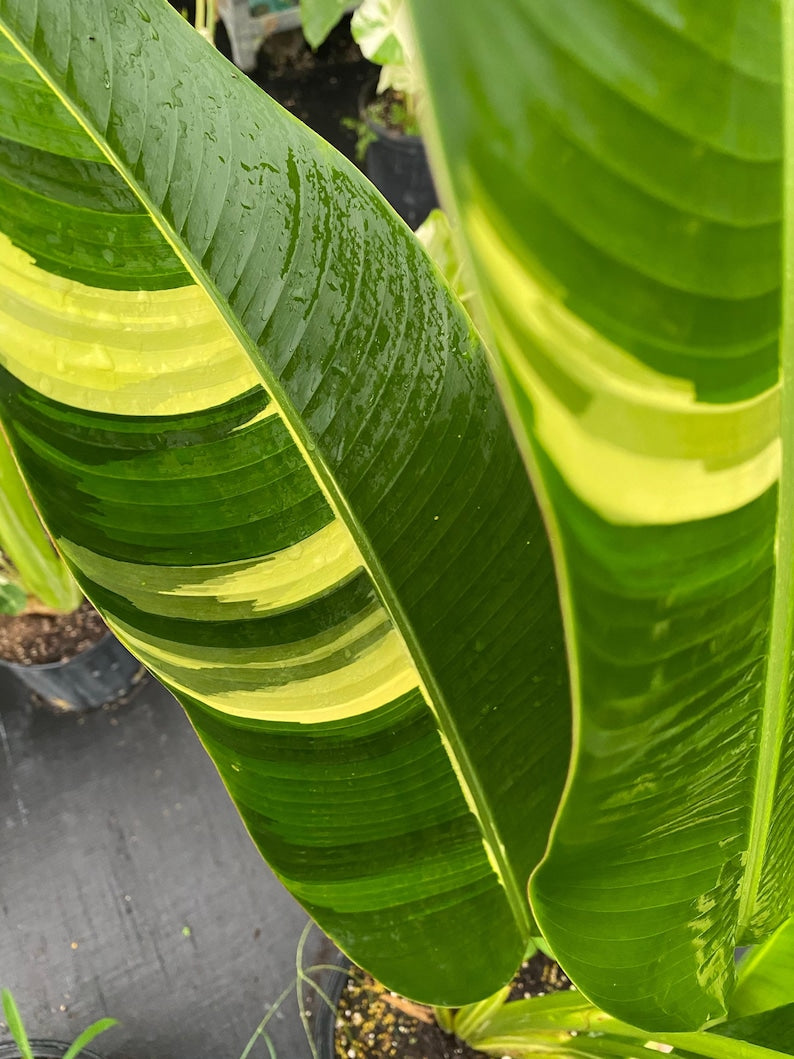 Variegated Bird of Paradise Plant - Rare Exotic Indoor Tree, Green & Cream Leaves, Strelitzia reginae
