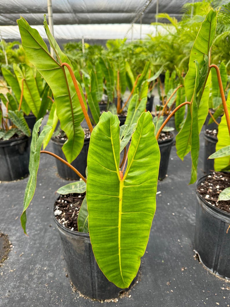 Philodendron Billietiae Plant - Tropical Indoor Foliage - Glossy Green Leaves - Philodendron billietiae - Easy Care Houseplant