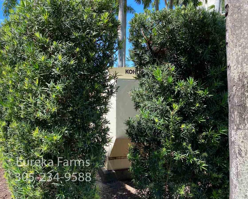 Podocarpus Bush Maki Plant - Japanese Yew, Evergreen Privacy Hedge, Podocarpus macrophyllus, Easy Care Green Foliage