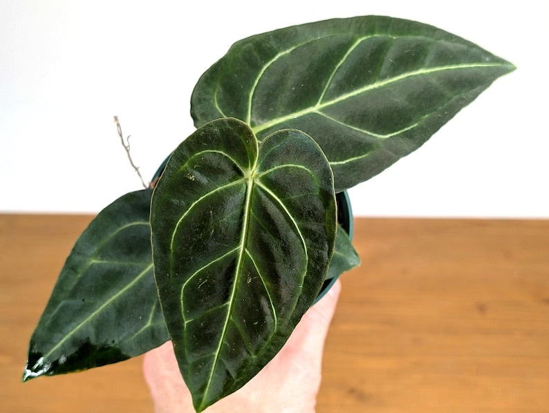 Anthurium Regale Juvenile Plant 4 Inch Pot - Tropical Houseplant - Exotic Indoor Plant (Anthurium clarinervium)