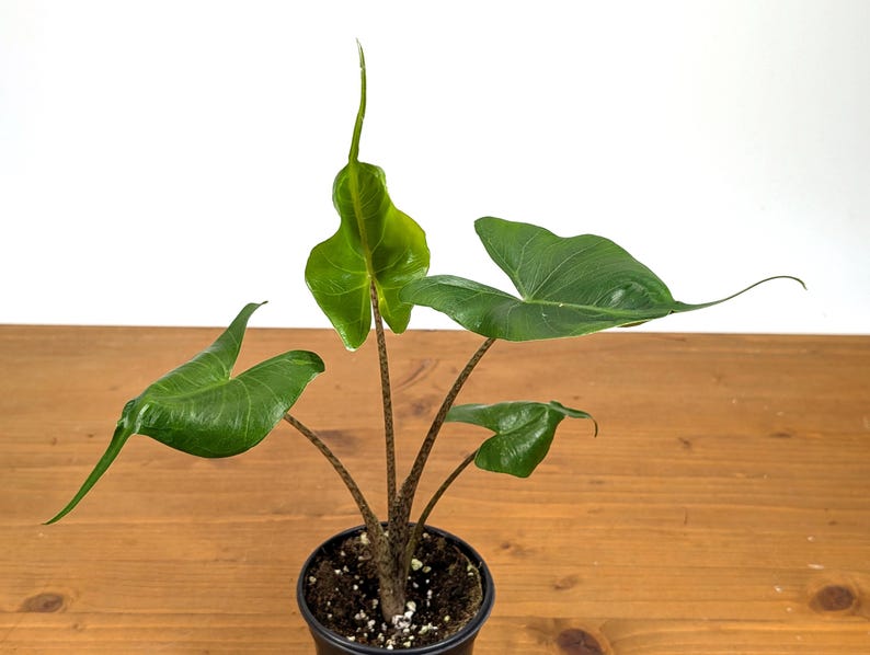 Alocasia Stingray 4" Pot Plant - Tropical Houseplant - Alocasia micholitziana - Free Hoya Krimson Queen with 3+ Plants