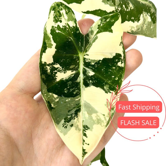 Alocasia Variegated Frydek Live Plant 4" Pot | Rare Tropical Houseplant | Alocasia Frydek Variegated | Easy Care Indoor Plant