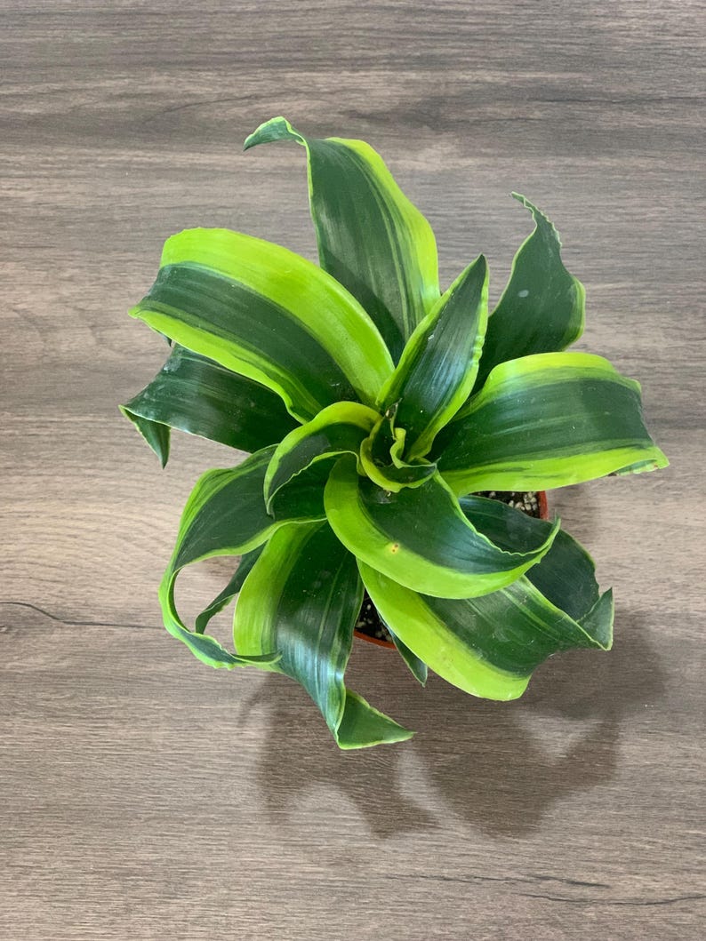 Tornado Plant 3.5” Live Plant - Variegated Green Foliage - *Sansevieria cylindrica*