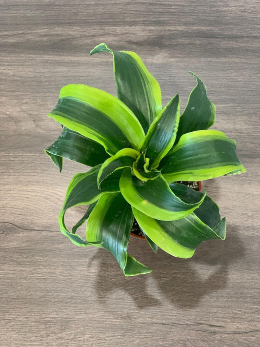 Tornado Plant 3.5” Live Plant - Variegated Green Foliage - *Sansevieria cylindrica*