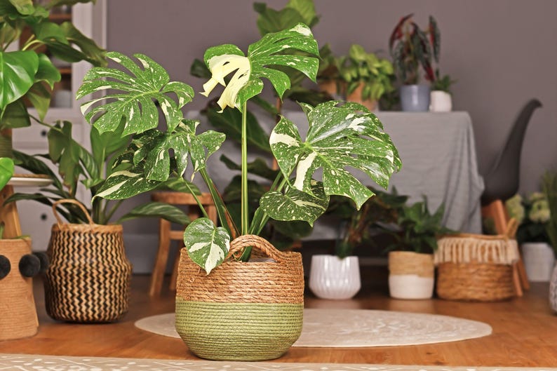 Monstera Thai Constellation Plant - Variegated Cream Leaves - Monstera Deliciosa - Perfect Indoor Tropical Foliage