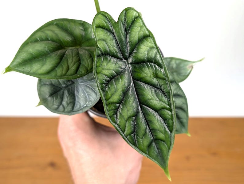 Alocasia Dragon Scale Plant 6" Pot (Alocasia baginda) - Tropical Exotic Houseplant for Bright Indirect Light