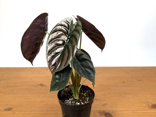 Alocasia Cuprea Red Secret Plant - Rare Tropical Indoor Plant with Metallic Purple Leaves - Alocasia Cuprea