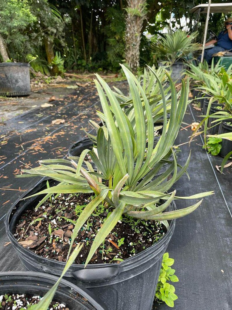 Copernicia hospita Palm - Live Plant - Outdoor Grown - Minor Blemishes - Unique Tropical Specimen - Ideal for Gardens