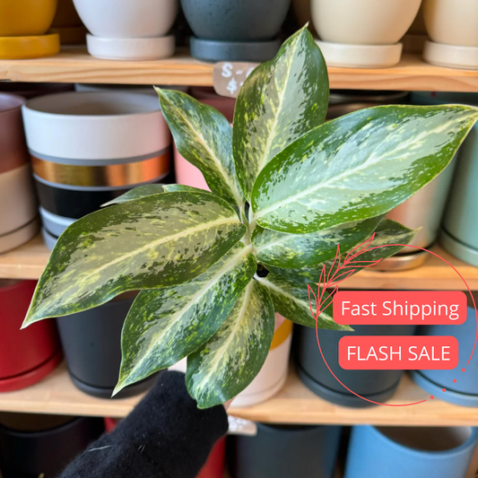 Aglaonema White Rain Plant | 2" Starter Plant | Chinese Evergreen Houseplant | Fully Rooted Aglaonema for Rare Plant Collection