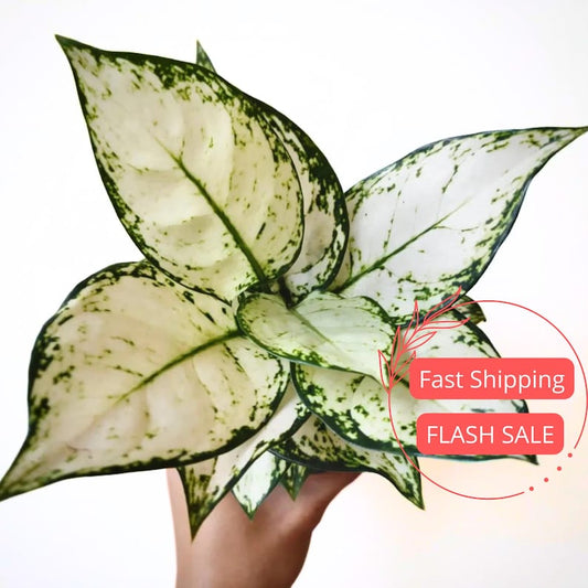 Aglaonema Super White Plant Large | Fully Rooted Houseplant | Beautiful Indoor Variety | Aglaonema commutatum