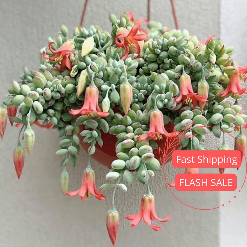 Cotyledon Pendens Live Plant - Cliff Hanger Succulent Cutting in 3.5" Pot - Indoor Houseplant Gift - Full Sun Cacti and Succulents