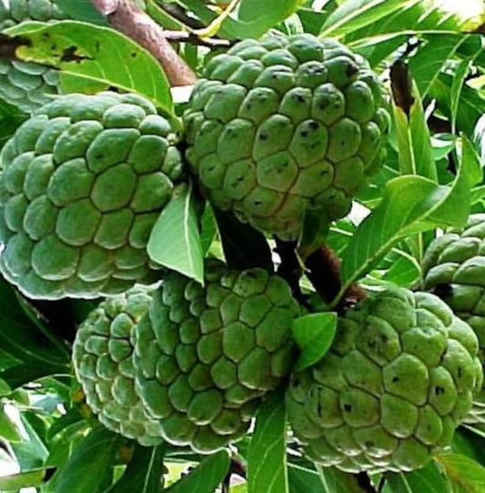 Sugar Apple Fruit Tree - Annona Squamosa Sweetsop - Fast Growing Tropical Fruit Tree for Home Garden