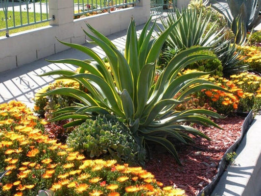 Agave Plant - Small Agave Desmettiana Lurida - Variegated Green & Yellow Edges - Drought Tolerant Accent Plant