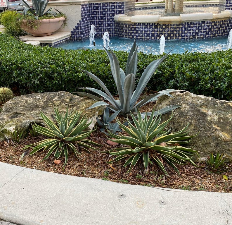 Agave Desmettiana Dwarf Century Plant | Variegated Green Succulent | Low Maintenance | Drought Tolerant | Unique Accent Plant