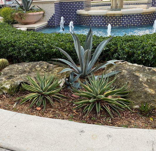Agave Desmettiana Dwarf Century Plant | Variegated Green Succulent | Low Maintenance | Drought Tolerant | Unique Accent Plant