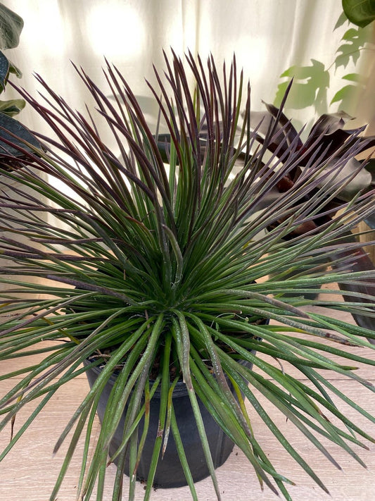 Agave Geminiflora 'Rasta Man' Compact Succulent | Drought Tolerant Indoor/Outdoor Plant | Unique Needle Leaves