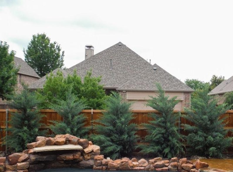 Burkii Juniper Tree - Columnar Variety, Blue-Silver Foliage, Juniperus Virginiana 'Burkii' - Drought Resistant, Low Maintenance