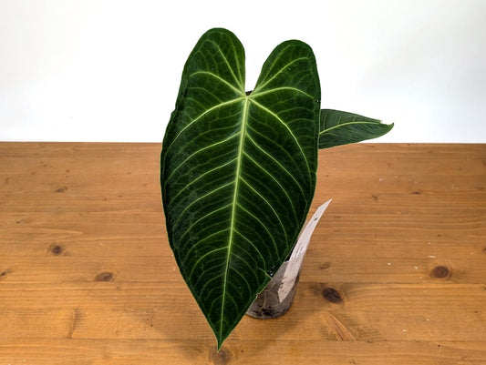 Anthurium Warocqueanum x Waterburyanum Plant - Tropical Hybrid with 1+ Leaf - Free Hoya Krimson Queen with 3+ Orders