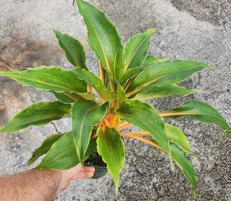 Chlorophytum amaniense Fire Flash - Live Plant - Tropical Indoor Houseplant - Green and Orange Foliage
