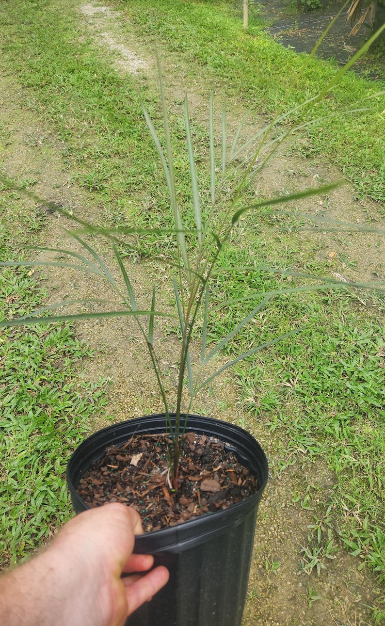 Dypsis plumosa Live Plant - Plume Palm - Outdoor Grown - Minor Blemishes - Indoor/Outdoor Houseplant