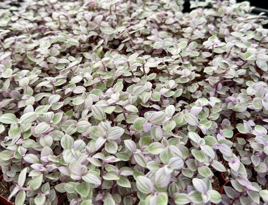 Turtle Vine Plant | Pink Panther | Callisia repens | Bolivian Jewel | Indoor Houseplant | Lush Green & Pink Foliage